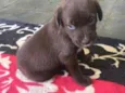 Simba