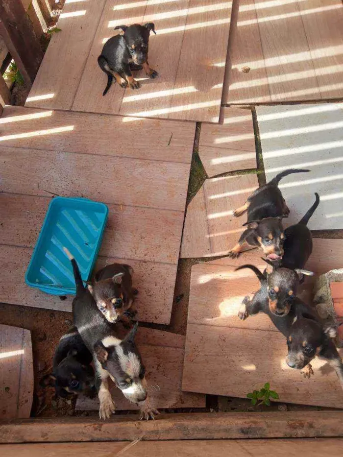 Cachorro raça Vira latas idade 2 a 6 meses nome Sem