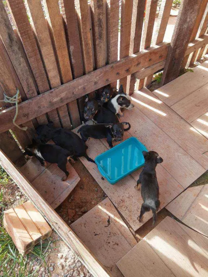 Cachorro raça Vira latas idade 2 a 6 meses nome Sem