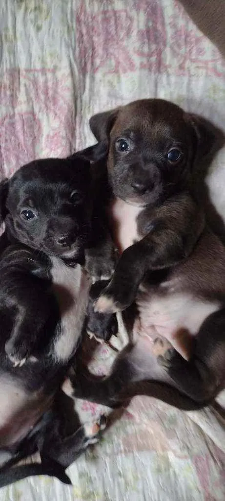 Cachorro ra a Vira lata idade 2 a 6 meses nome Théo e Bethânia