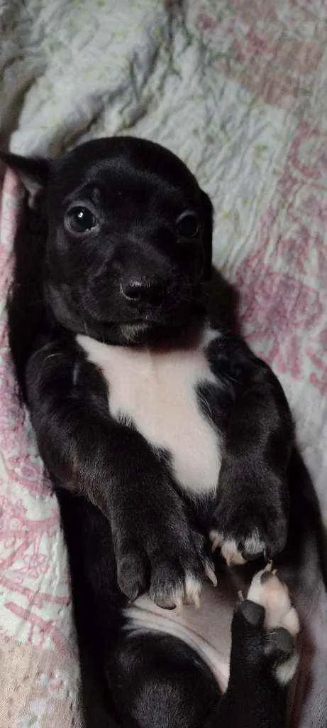 Cachorro ra a Vira lata idade 2 a 6 meses nome Théo e Bethânia