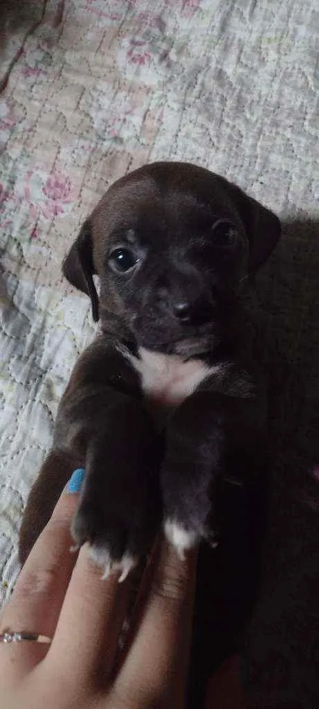 Cachorro ra a Vira lata idade 2 a 6 meses nome Théo e Bethânia