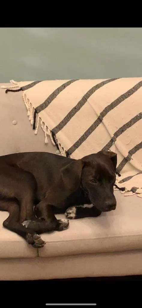 Cachorro ra a SRD-ViraLata idade 1 ano nome Perninha