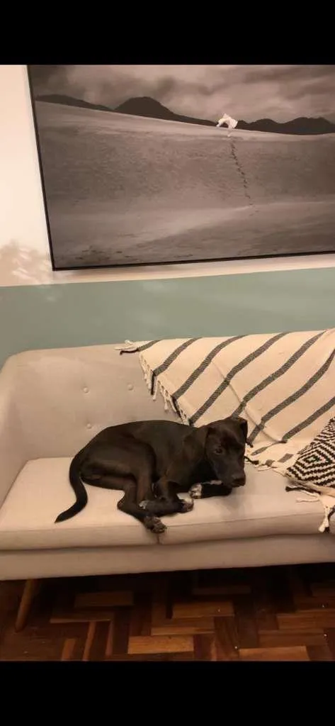 Cachorro ra a SRD-ViraLata idade 1 ano nome Perninha