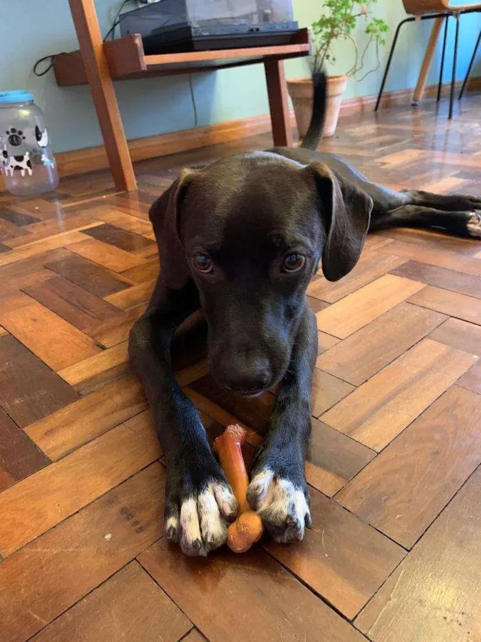 Cachorro ra a SRD-ViraLata idade 1 ano nome Perninha