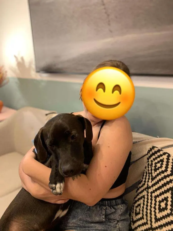 Cachorro ra a SRD-ViraLata idade 1 ano nome Perninha