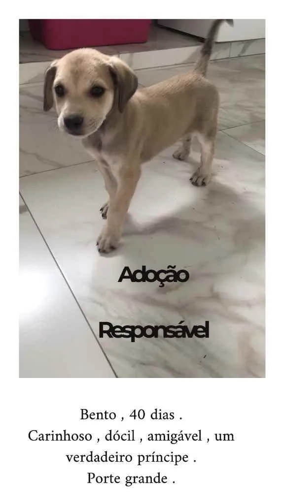 Cachorro raça Vira-lata  idade Abaixo de 2 meses nome Bento 