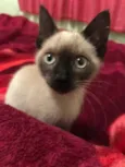 Gata (Suzy)