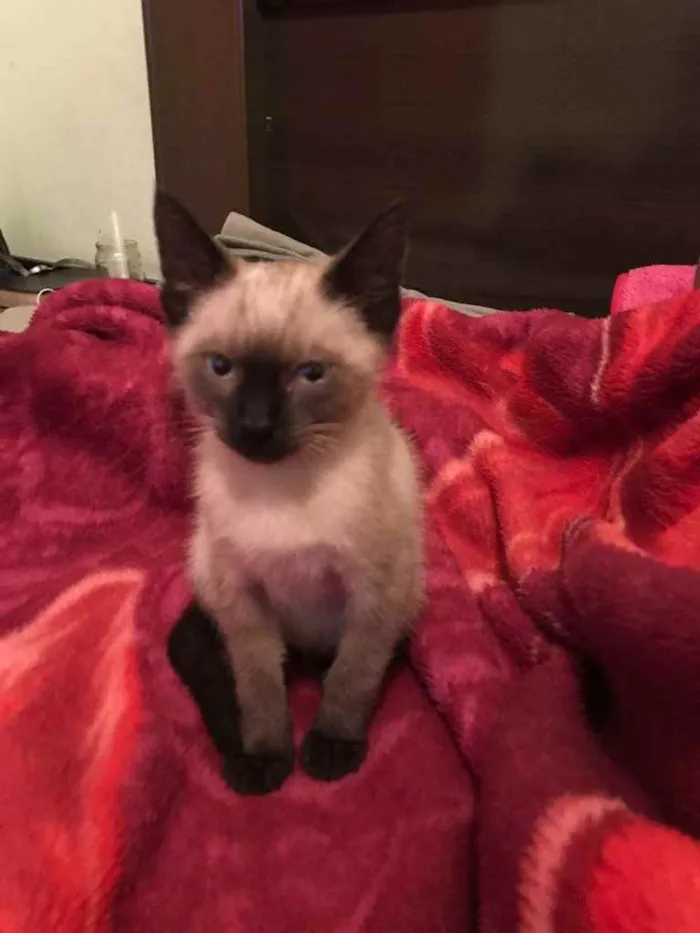 Gato ra a Siamês  idade 2 a 6 meses nome Gata (Suzy)