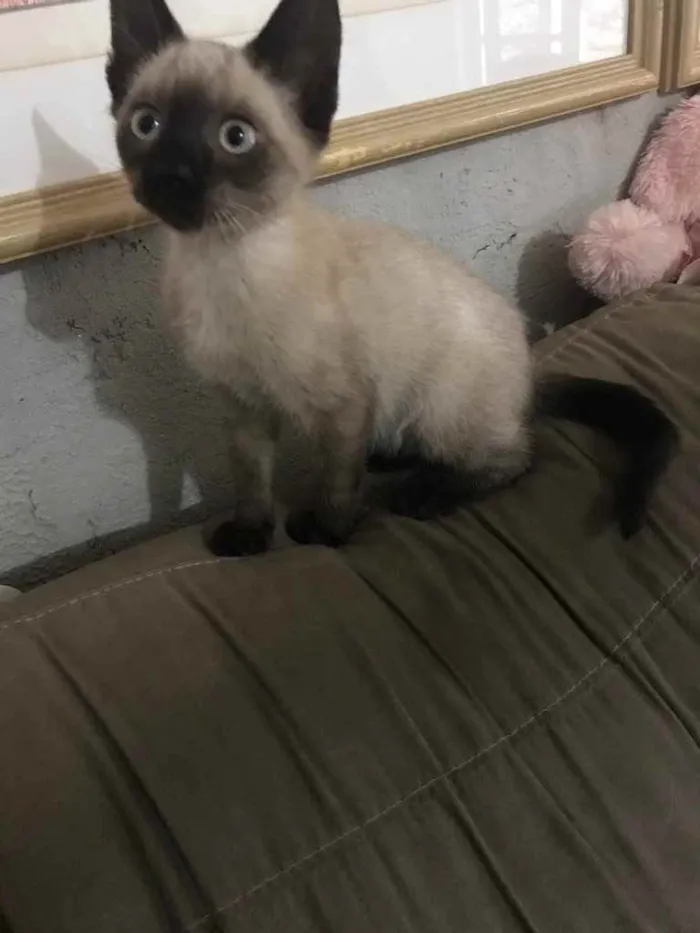 Gato ra a Siamês  idade 2 a 6 meses nome Gata (Suzy)