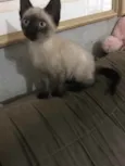 Gata (Suzy)