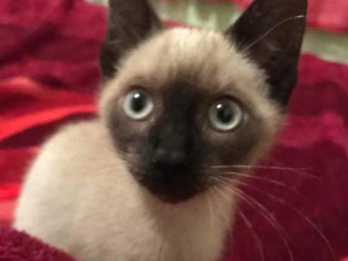 Gato ra a Siamês  idade 2 a 6 meses nome Gata (Suzy)