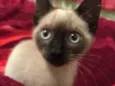 Gata (Suzy)
