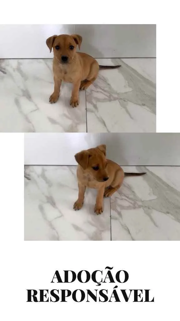 Cachorro raça Vira- Lata  idade Abaixo de 2 meses nome Maria Teresa  “Mali”