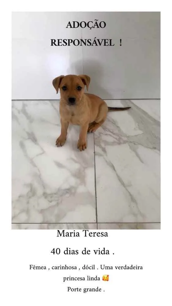 Cachorro raça Vira- Lata  idade Abaixo de 2 meses nome Maria Teresa  “Mali”