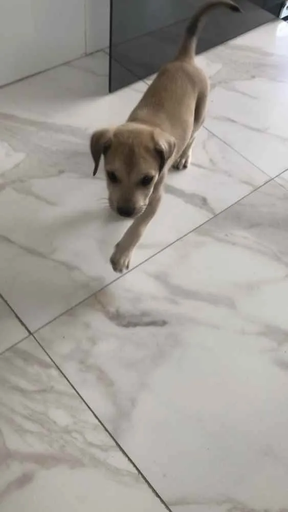 Cachorro raça Vira-lata  idade Abaixo de 2 meses nome Bento 