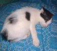Bebê 