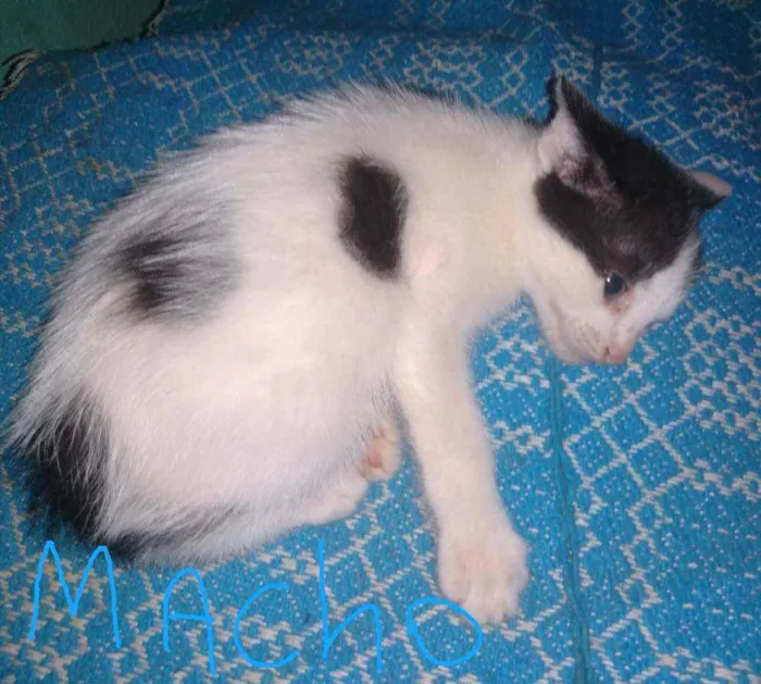 Gato ra a Sem raça  idade 2 a 6 meses nome Bebê 