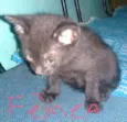 Bebê 