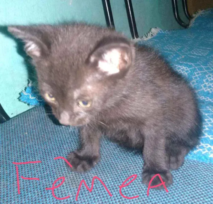 Gato ra a Sem raça  idade 2 a 6 meses nome Bebê 
