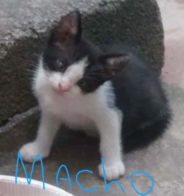 Gato ra a Sem raça  idade 2 a 6 meses nome Bebê 