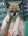 Bebê 