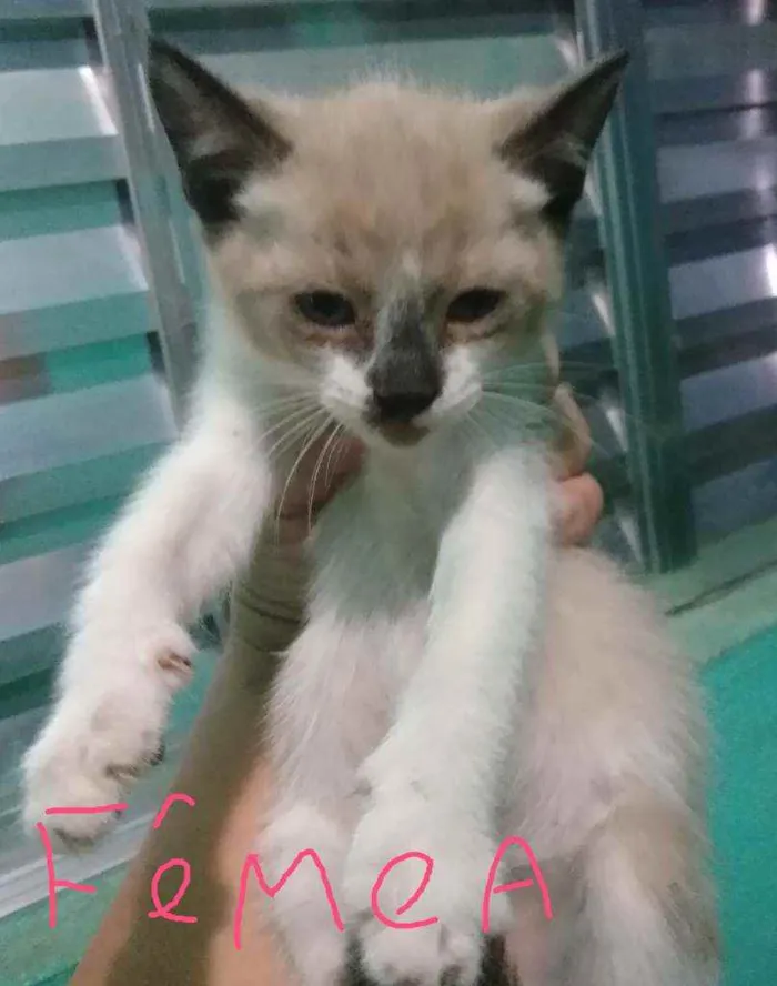 Gato ra a Sem raça  idade 2 a 6 meses nome Bebê 