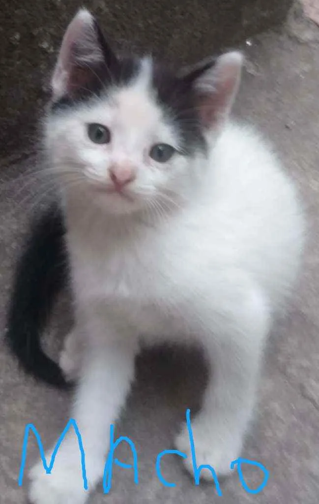 Gato ra a Sem raça  idade 2 a 6 meses nome Bebê 