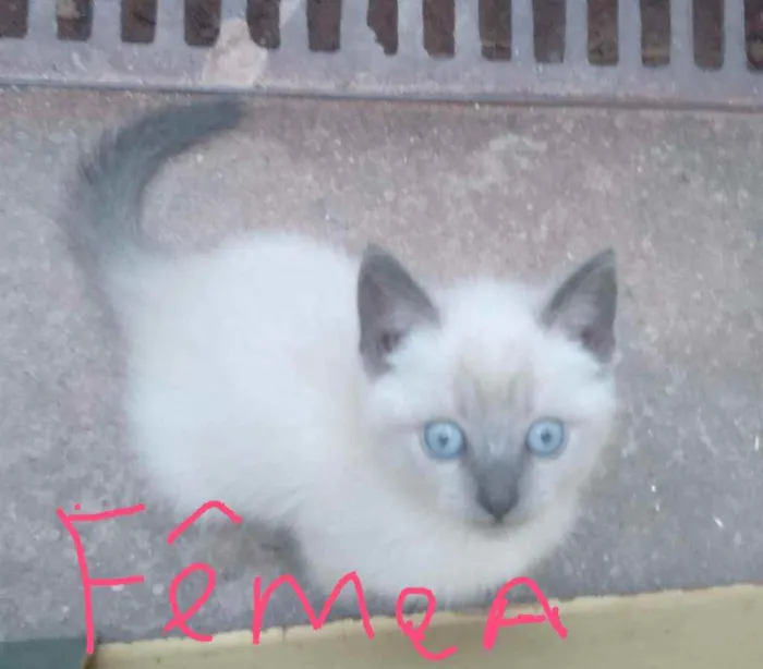 Gato ra a Sem raça  idade 2 a 6 meses nome Bebê 