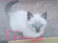 Bebê 