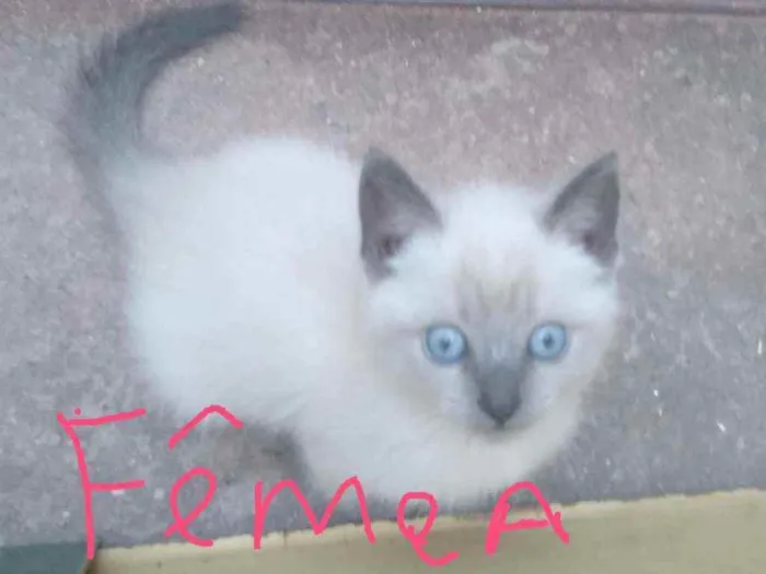 Gato ra a Sem raça  idade 2 a 6 meses nome Bebê 
