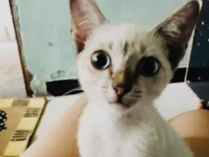 Gato raça Siamês com vira lata idade 2 a 6 meses nome Princesa