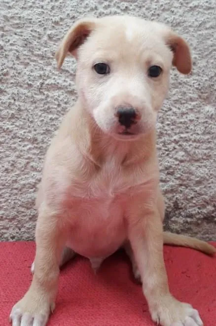 Cachorro raça SRD-ViraLata idade 2 a 6 meses nome BEETHOVEN