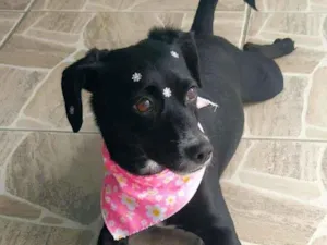 Cachorro raça Sem raça idade 2 anos nome Meia Noite