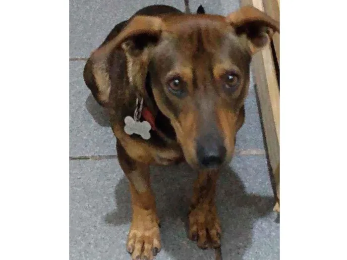 Cachorro ra a Srd idade 1 ano nome Romeu