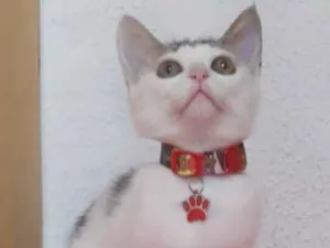 Gato raça Srd idade 2 a 6 meses nome Maitê 