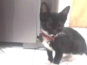Gato raça RND idade 2 a 6 meses nome lindinha 