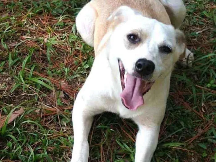 Cachorro raça  idade 7 a 11 meses nome Layca 