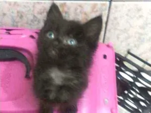 Gato raça SRD idade 2 a 6 meses nome Maya