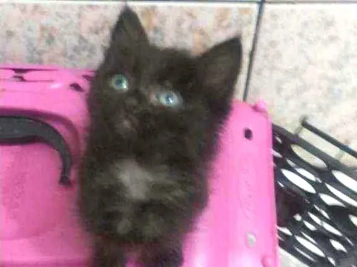 Gato raça SRD idade 2 a 6 meses nome Maya