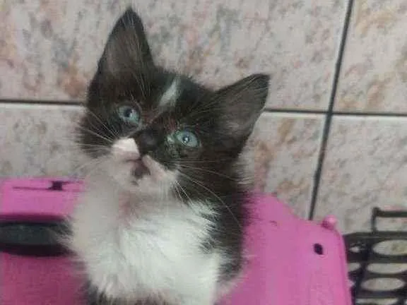 Gato raça SRD idade 2 a 6 meses nome Ricardo