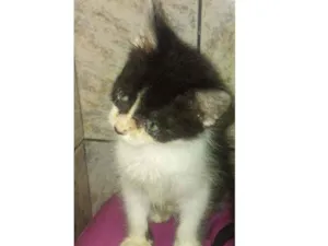Gato raça SRD idade 2 a 6 meses nome Bia