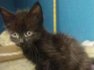 Gato raça SRD idade 2 a 6 meses nome Mirtes