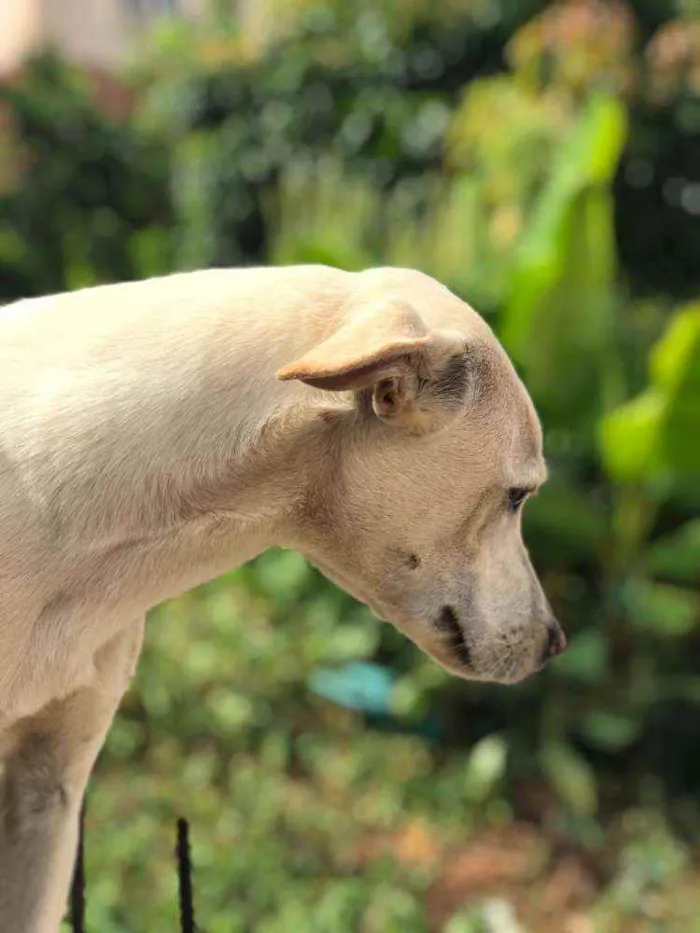 Cachorro raça Viralata idade 1 ano nome Nina