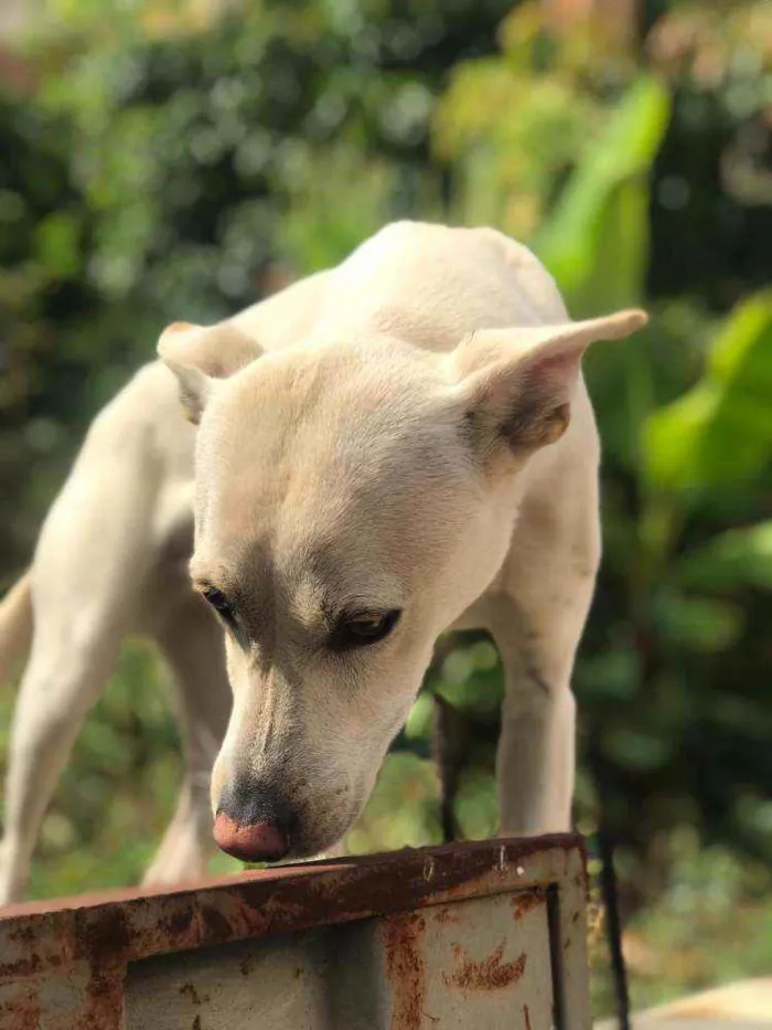 Cachorro raça Viralata idade 1 ano nome Nina