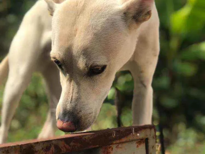 Cachorro raça Viralata idade 1 ano nome Nina