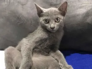 Gato raça siames e vira lata idade 2 a 6 meses nome luna