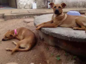 Cachorro raça Vira-lata idade 1 ano nome Laila e Valentina