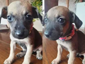 Cachorro raça SRD-ViraLata idade Abaixo de 2 meses nome Não definido