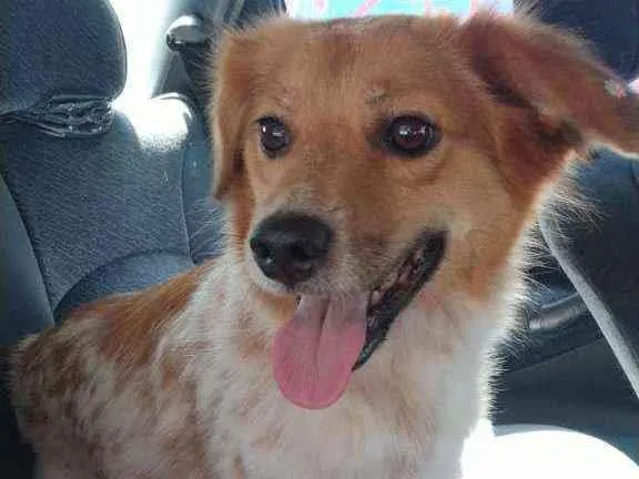 Cachorro raça  idade 3 anos nome Ritinha